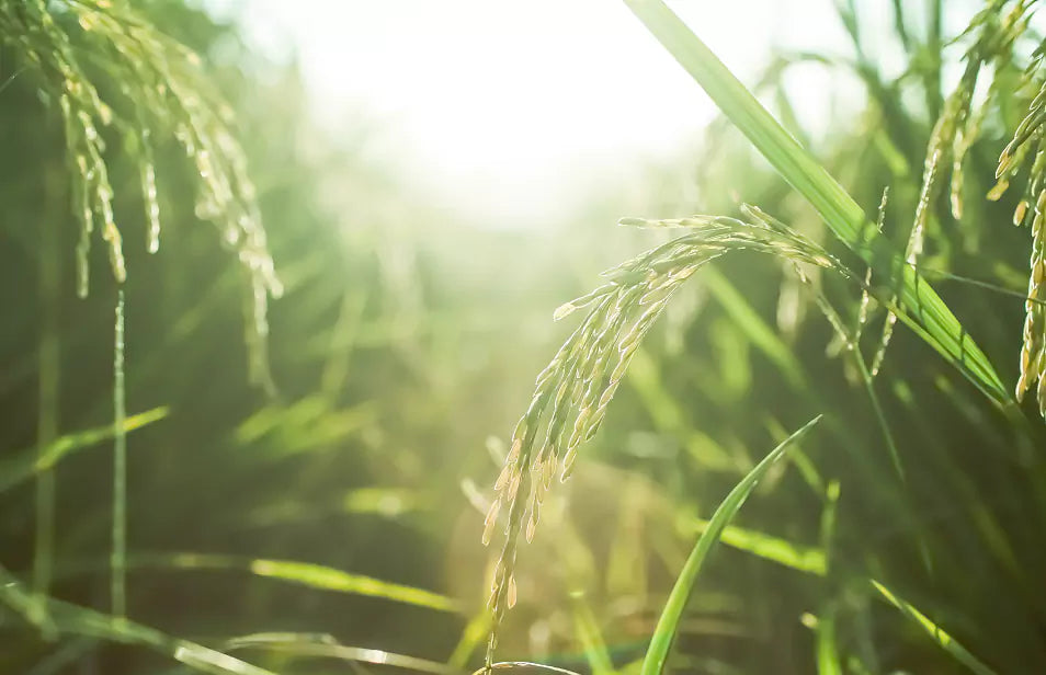 our product Endaring